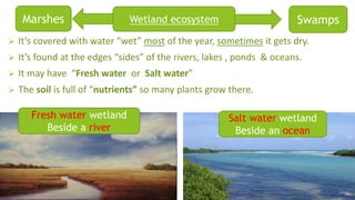  It’s covered with water “wet” most of the year, sometimes it gets dry.
 It’s found at the edges “sides” of the rivers, lakes , ponds & oceans.
 It may have “Fresh water or Salt water”
 The soil is full of “nutrients” so many plants grow there.
Wetland ecosystem
Fresh water wetland
Beside a river
Salt water wetland
Beside an ocean
Marshes Swamps
 