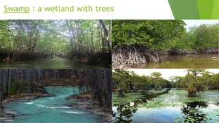 Swamp : a wetland with trees
 