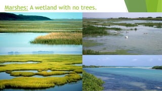 Marshes: A wetland with no trees.
 