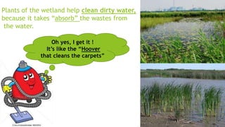 Plants of the wetland help clean dirty water,
because it takes “absorb” the wastes from
the water.
Oh yes, I get it !
It’s like the “Hoover
that cleans the carpets”
 
