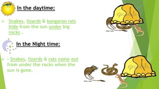  Snakes, lizards & kangaroo rats
hide from the sun under big
rocks .
In the daytime:
In the Night time:
 - Snakes, lizards & rats come out
from under the rocks when the
sun is gone.
 
