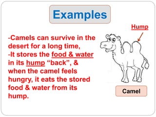 Examples
-Camels can survive in the
desert for a long time,
-It stores the food & water
in its hump “back”, &
when the camel feels
hungry, it eats the stored
food & water from its
hump.
Hump
Camel
 