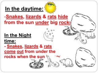 -Snakes, lizards & rats hide
from the sun under big rocks .
In the daytime:
In the Night
time:
- Snakes, lizards & rats
come out from under the
rocks when the sun is gone.
 