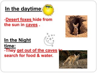 In the daytime:
-Desert foxes hide from
the sun in caves .
In the Night
time:
-They get out of the caves to
search for food & water.
 