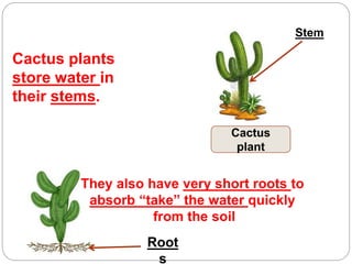 Cactus
plant
Cactus plants
store water in
their stems.
They also have very short roots to
absorb “take” the water quickly
from the soil
Stem
Root
s
 
