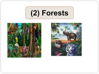(2) Forests
 