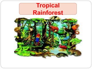 Tropical
Rainforest
 