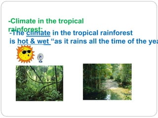 -The climate in the tropical rainforest
is hot & wet “as it rains all the time of the yea
-Climate in the tropical
rainforest:
 