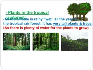 - Plants in the tropical
rainforest:-As the climate is rainy “wet” all the year in
the tropical rainforest, it has very tall plants & trees.
(As there is plenty of water for the plants to grow)
 
