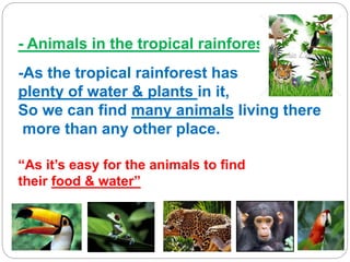 - Animals in the tropical rainforest:
-As the tropical rainforest has
plenty of water & plants in it,
So we can find many animals living there
more than any other place.
“As it’s easy for the animals to find
their food & water”
 