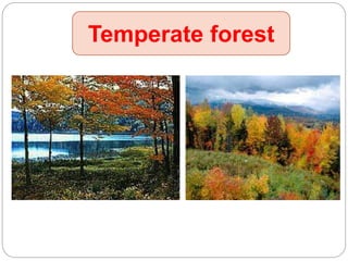 Temperate forest
 