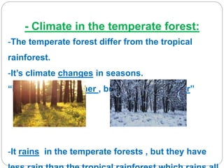 - Climate in the temperate forest:
-The temperate forest differ from the tropical
rainforest.
-It’s climate changes in seasons.
“It’s warm in summer , but it’s cold in winter”
-It rains in the temperate forests , but they have
 