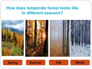 How does temperate forest looks like
in different seasons?
Spring Summer Fall Winter
 