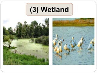 (3) Wetland
 