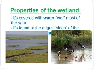 Properties of the wetland:
-It’s covered with water “wet” most of
the year.
-It’s found at the edges “sides” of the
rivers, lakes & oceans.
 