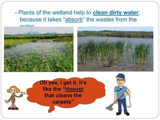 - Plants of the wetland help to clean dirty water,
because it takes “absorb” the wastes from the
water.
Oh yes, I get it. It’s
like the “Hoover
that cleans the
carpets”
 