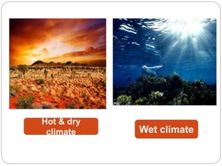 Hot & dry
climate Wet climate
 