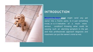 How Does a Vet Diagnose & Treat Dog Blood in Stool.pptx