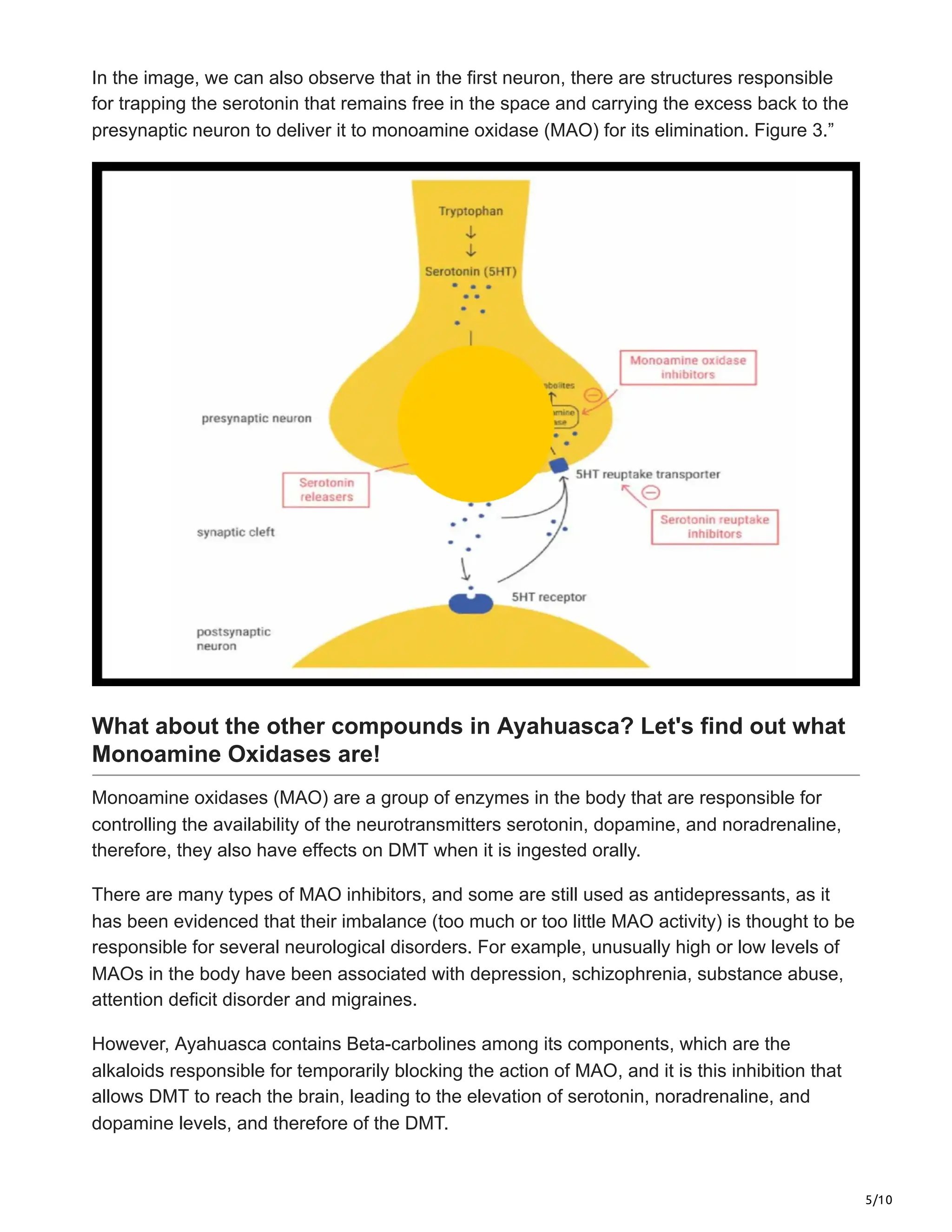 5/10
In the image, we can also observe that in the first neuron, there are structures responsible
for trapping the serotonin that remains free in the space and carrying the excess back to the
presynaptic neuron to deliver it to monoamine oxidase (MAO) for its elimination. Figure 3.”
What about the other compounds in Ayahuasca? Let's find out what
Monoamine Oxidases are!
Monoamine oxidases (MAO) are a group of enzymes in the body that are responsible for
controlling the availability of the neurotransmitters serotonin, dopamine, and noradrenaline,
therefore, they also have effects on DMT when it is ingested orally.
There are many types of MAO inhibitors, and some are still used as antidepressants, as it
has been evidenced that their imbalance (too much or too little MAO activity) is thought to be
responsible for several neurological disorders. For example, unusually high or low levels of
MAOs in the body have been associated with depression, schizophrenia, substance abuse,
attention deficit disorder and migraines.
However, Ayahuasca contains Beta-carbolines among its components, which are the
alkaloids responsible for temporarily blocking the action of MAO, and it is this inhibition that
allows DMT to reach the brain, leading to the elevation of serotonin, noradrenaline, and
dopamine levels, and therefore of the DMT.
 