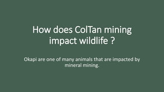 How does ColTan mining
impact wildlife ?
Okapi are one of many animals that are impacted by
mineral mining.
 