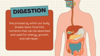 DIGESTION
the process by which our body
breaks down food into
nutrients that can be absorbed
and used for energy, growth,
and cell repair.
 