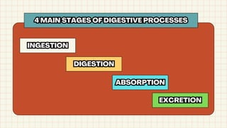 4MAIN STAGES OF DIGESTIVE PROCESSES
4 MAIN STAGES OF DIGESTIVE PROCESSES
INGESTION
INGESTION
DIGESTION
DIGESTION
ABSORPTION
ABSORPTION
EXCRETION
EXCRETION
 
