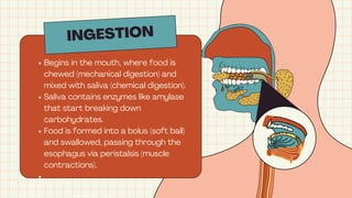 INGESTION
Begins in the mouth, where food is
chewed (mechanical digestion) and
mixed with saliva (chemical digestion).
Saliva contains enzymes like amylase
that start breaking down
carbohydrates.
Food is formed into a bolus (soft ball)
and swallowed, passing through the
esophagus via peristalsis (muscle
contractions).
 