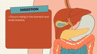 DIGESTION
• Occurs mainly in the stomach and
small intestine.
 