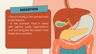 DIGESTION
• Occurs mainly in the stomach and
small intestine.
• In the stomach, food is mixed
with gastric juices (hydrochloric
acid and enzymes like pepsin) that
break down proteins.
 