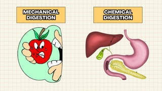 MECHANICAL
DIGESTION
MECHANICAL
DIGESTION
CHEMICAL
DIGESTION
CHEMICAL
DIGESTION
 