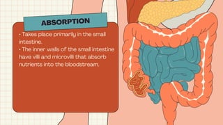 ABSORPTION
• Takes place primarily in the small
intestine.
• The inner walls of the small intestine
have villi and microvilli that absorb
nutrients into the bloodstream.
 