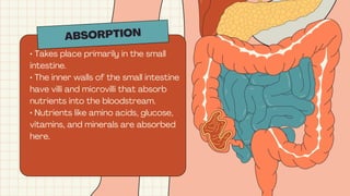 ABSORPTION
• Takes place primarily in the small
intestine.
• The inner walls of the small intestine
have villi and microvilli that absorb
nutrients into the bloodstream.
• Nutrients like amino acids, glucose,
vitamins, and minerals are absorbed
here.
 
