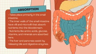 ABSORPTION
• Takes place primarily in the small
intestine.
• The inner walls of the small intestine
have villi and microvilli that absorb
nutrients into the bloodstream.
• Nutrients like amino acids, glucose,
vitamins, and minerals are absorbed
here.
• The liver and pancreas assist by
releasing bile and digestive enzymes.
 