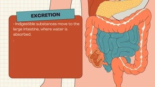 EXCRETION
• Indigestible substances move to the
large intestine, where water is
absorbed.
.
 