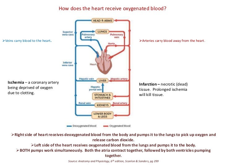 How does heart receive oxygenated blood