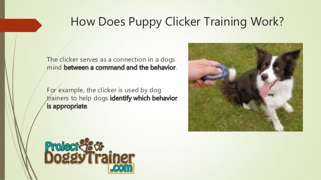 How Does Puppy Clicker Training Work