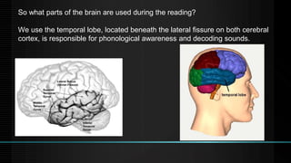 So what parts of the brain are used during the reading?
We use the temporal lobe, located beneath the lateral fissure on both cerebral
cortex, is responsible for phonological awareness and decoding sounds.
 