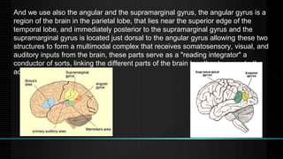 And we use also the angular and the supramarginal gyrus, the angular gyrus is a
region of the brain in the parietal lobe, that lies near the superior edge of the
temporal lobe, and immediately posterior to the supramarginal gyrus and the
supramarginal gyrus is located just dorsal to the angular gyrus allowing these two
structures to form a multimodal complex that receives somatosensory, visual, and
auditory inputs from the brain, these parts serve as a "reading integrator" a
conductor of sorts, linking the different parts of the brain together to execute the
action of reading.
 