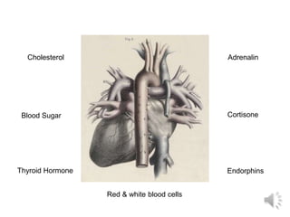 CholesterolAdrenalinCortisoneBlood SugarThyroid HormoneEndorphinsRed & white blood cells