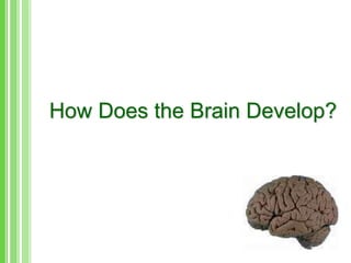 How Does the Brain Develop?
 