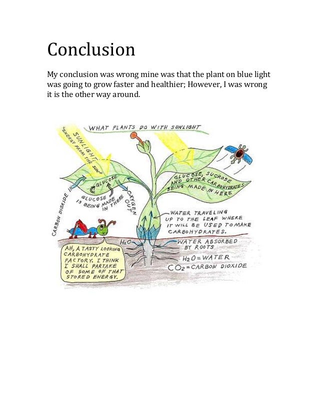 Does light color affect plant growth? by cooper hay on prezi