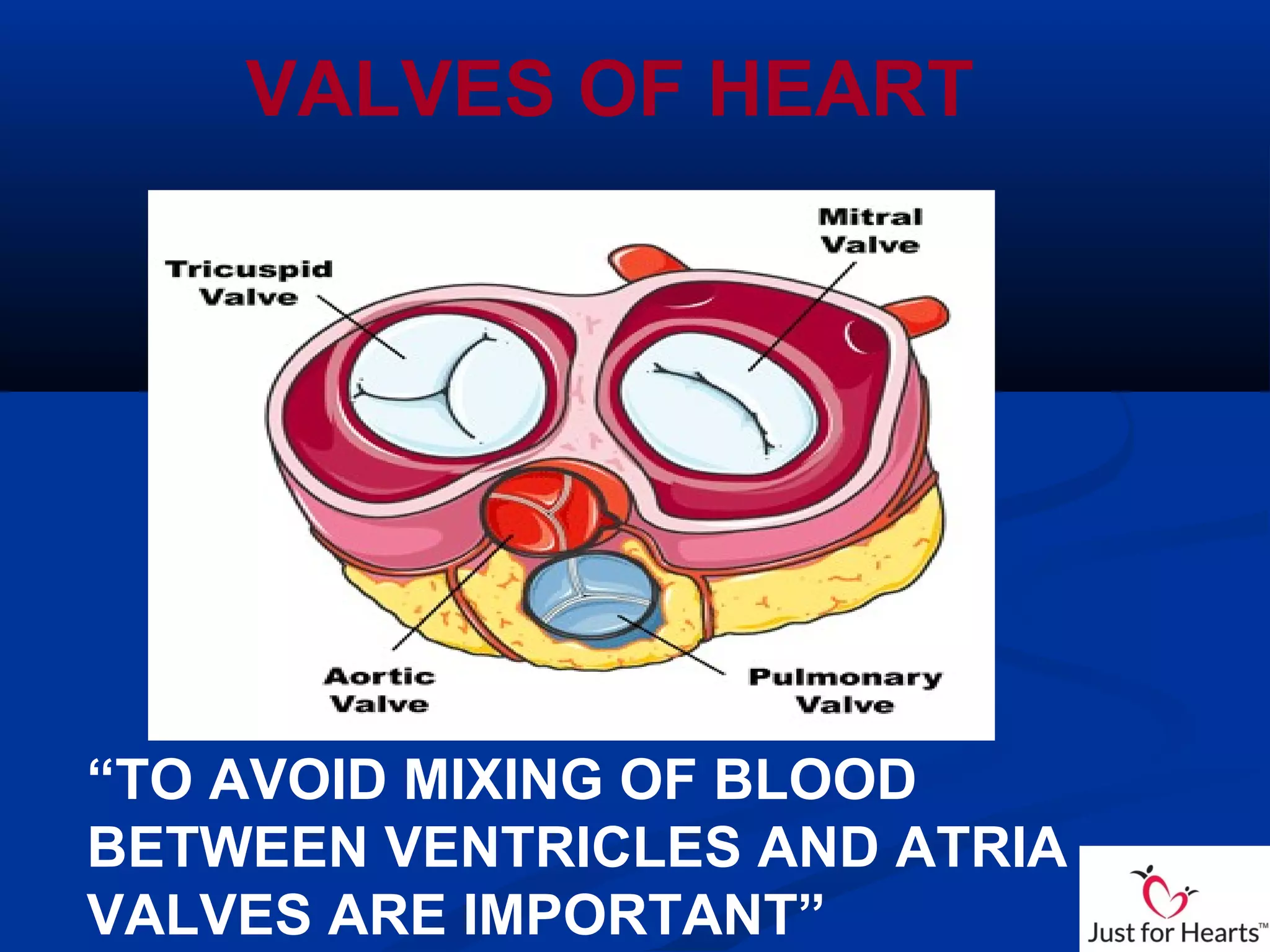 VALVES OF HEART
“TO AVOID MIXING OF BLOOD
BETWEEN VENTRICLES AND ATRIA
VALVES ARE IMPORTANT”