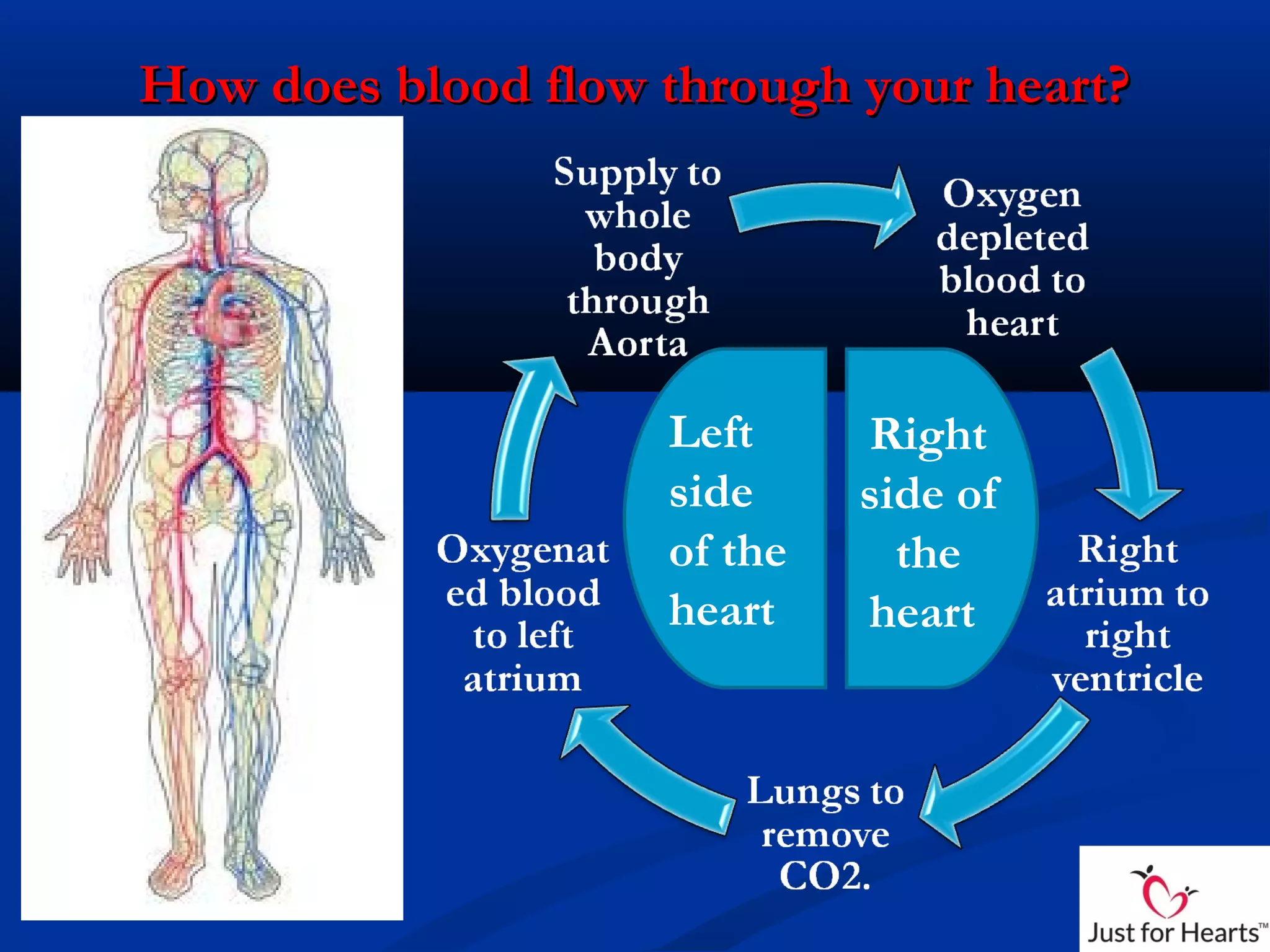 How does blood flow through your heart?
Left Right
side side of
of the the
heart heart