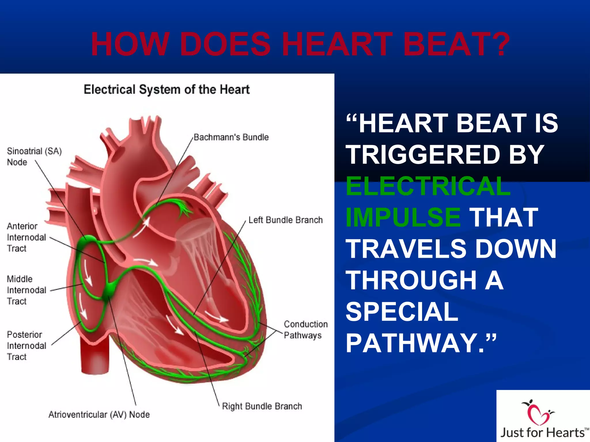 HOW DOES HEART BEAT?
“HEART BEAT IS
TRIGGERED BY
ELECTRICAL
IMPULSE THAT
TRAVELS DOWN
THROUGH A
SPECIAL
PATHWAY.”