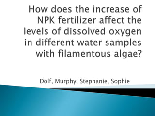 How does the increase of NPK fertilizer affect the levels of dissolved oxygen in different water samples with filamentous algae?  Dolf, Murphy, Stephanie, Sophie 