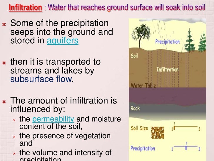Which direction does water move through sponge canals qosadelta