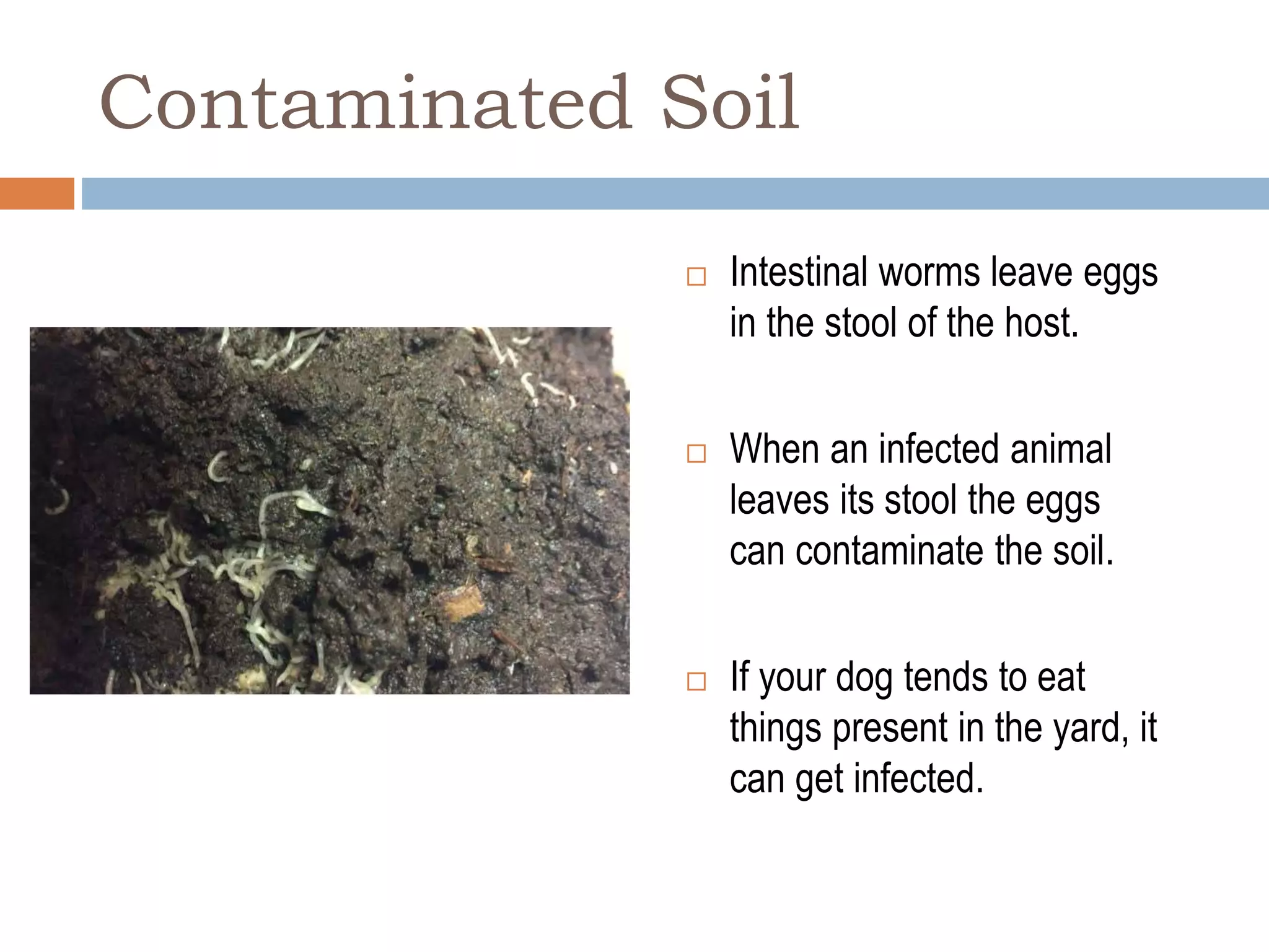 Curated visual reference: Visual Reference: How Dogs Can Get Worms In Them Pptx