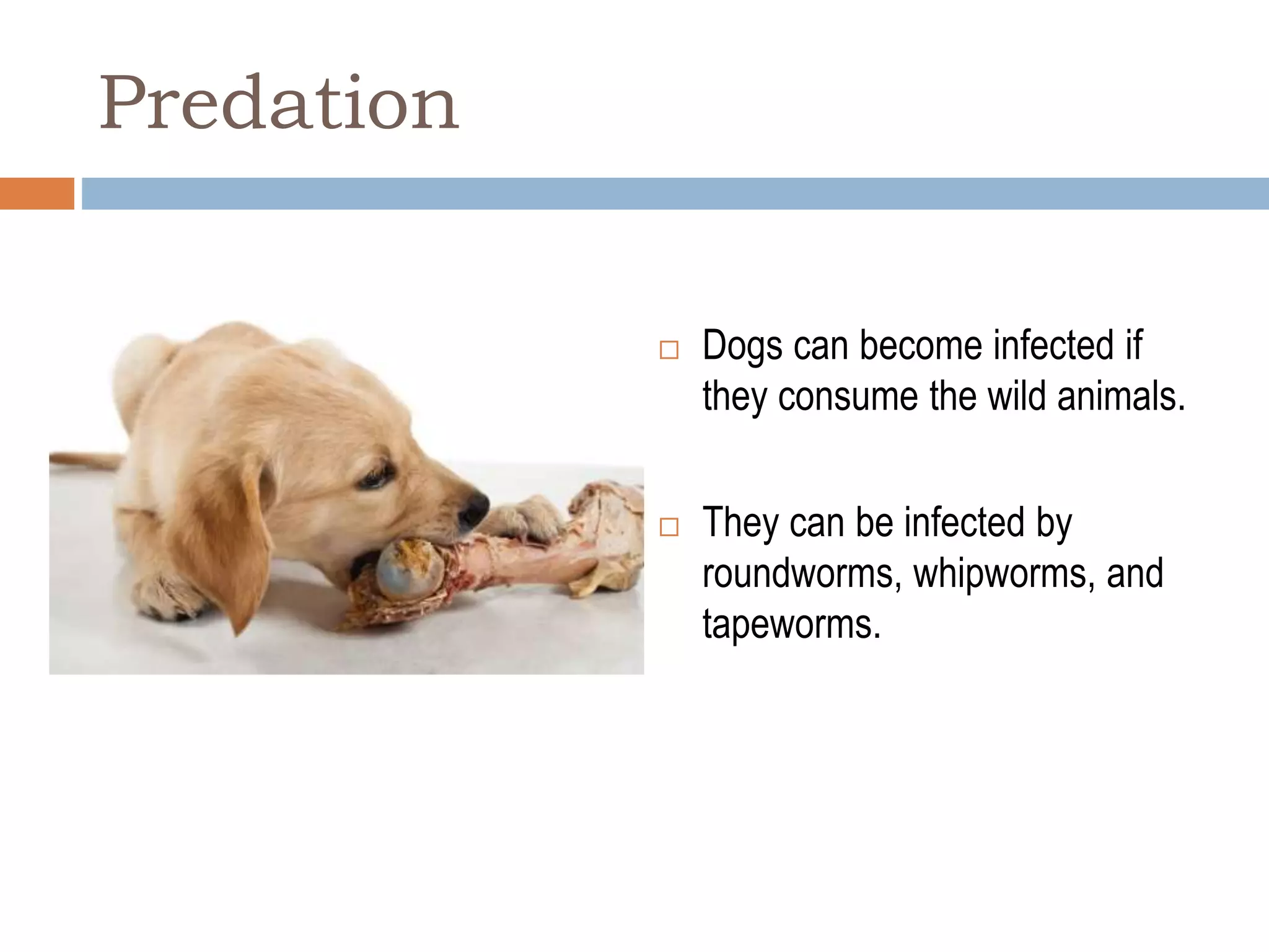 How Dogs Can Get Worms In Them.pptx