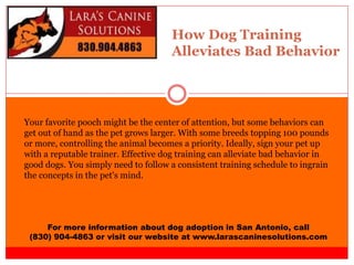How Dog Training
Alleviates Bad Behavior
For more information about dog adoption in San Antonio, call
(830) 904-4863 or visit our website at www.larascaninesolutions.com
Your favorite pooch might be the center of attention, but some behaviors can
get out of hand as the pet grows larger. With some breeds topping 100 pounds
or more, controlling the animal becomes a priority. Ideally, sign your pet up
with a reputable trainer. Effective dog training can alleviate bad behavior in
good dogs. You simply need to follow a consistent training schedule to ingrain
the concepts in the pet's mind.
 