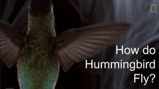 How do
Hummingbird
Fly?
 